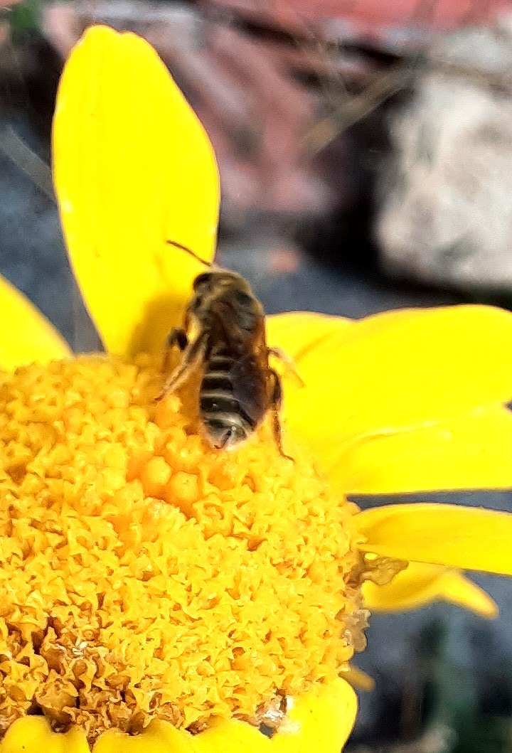 Furchenbiene in Blüte