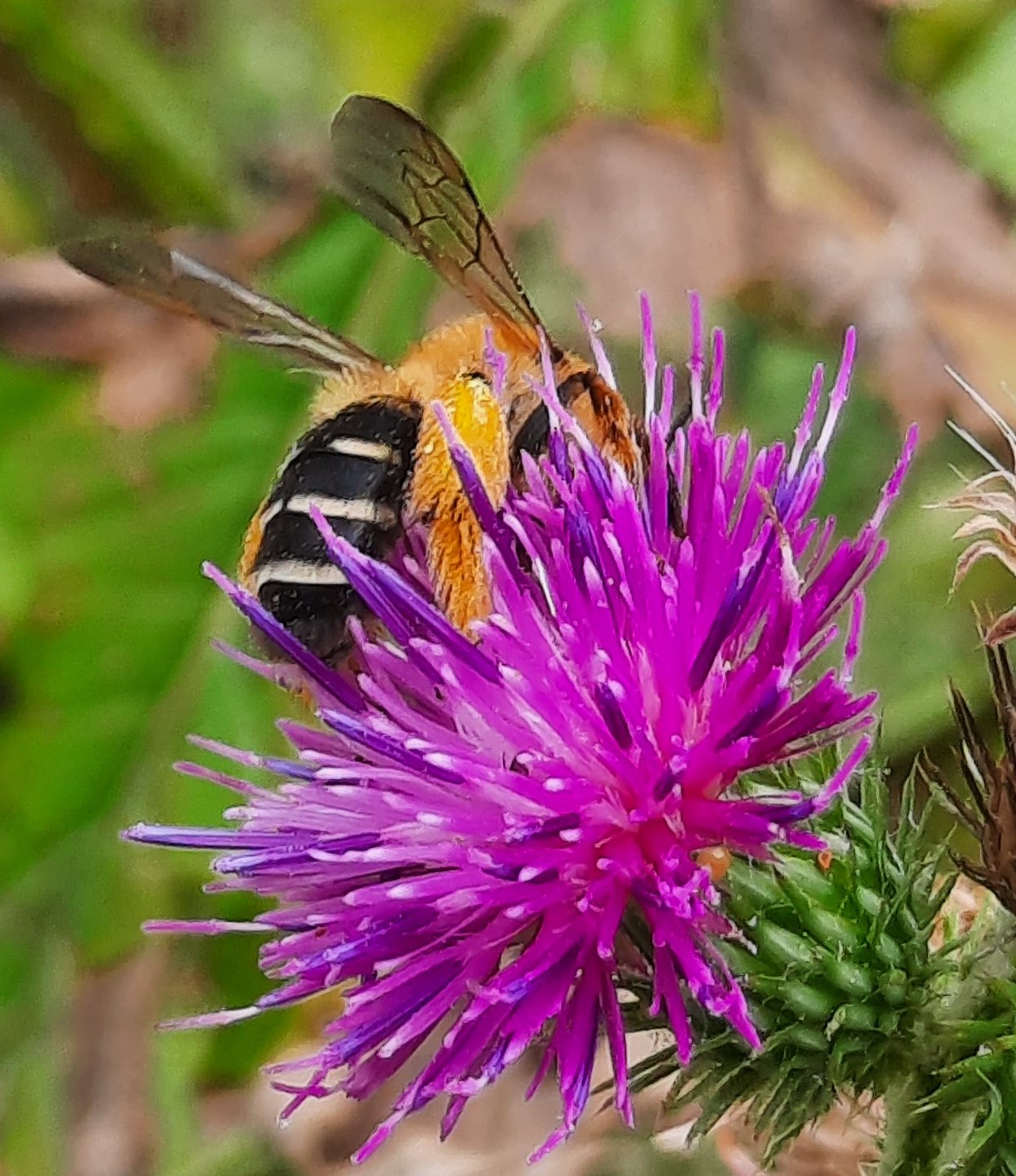 Hosenbiene an Distelblüte