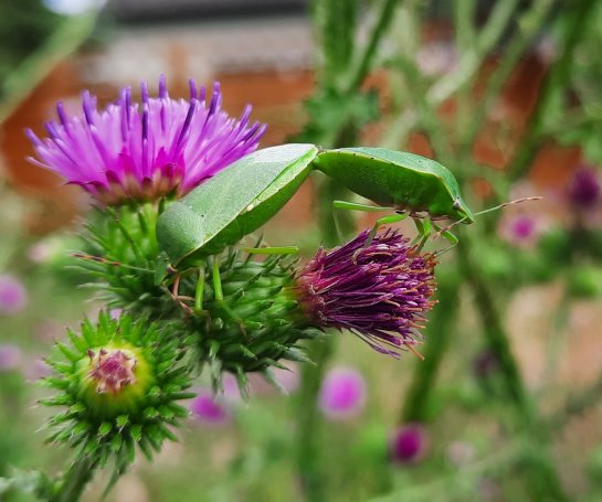Wanzen an Distelblüten