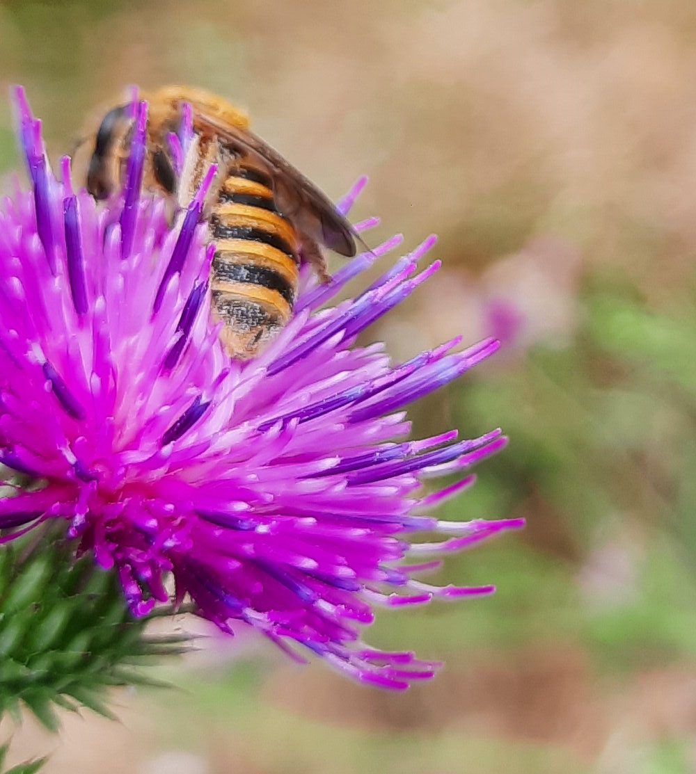 Wildbiene nicht näher bestimmt