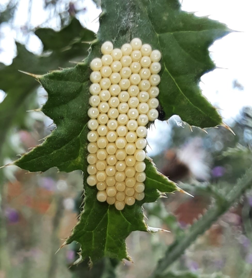Eier von Faltern an Distelblatt