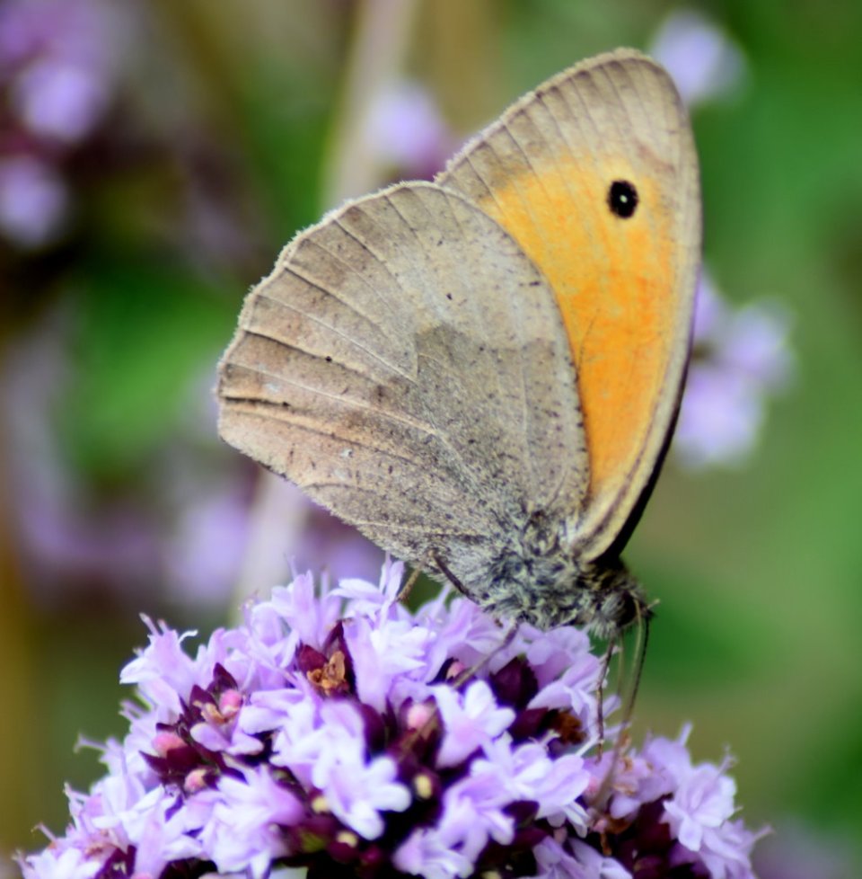 Augenfalter - Ochsenauge