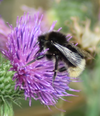 Baumhummel