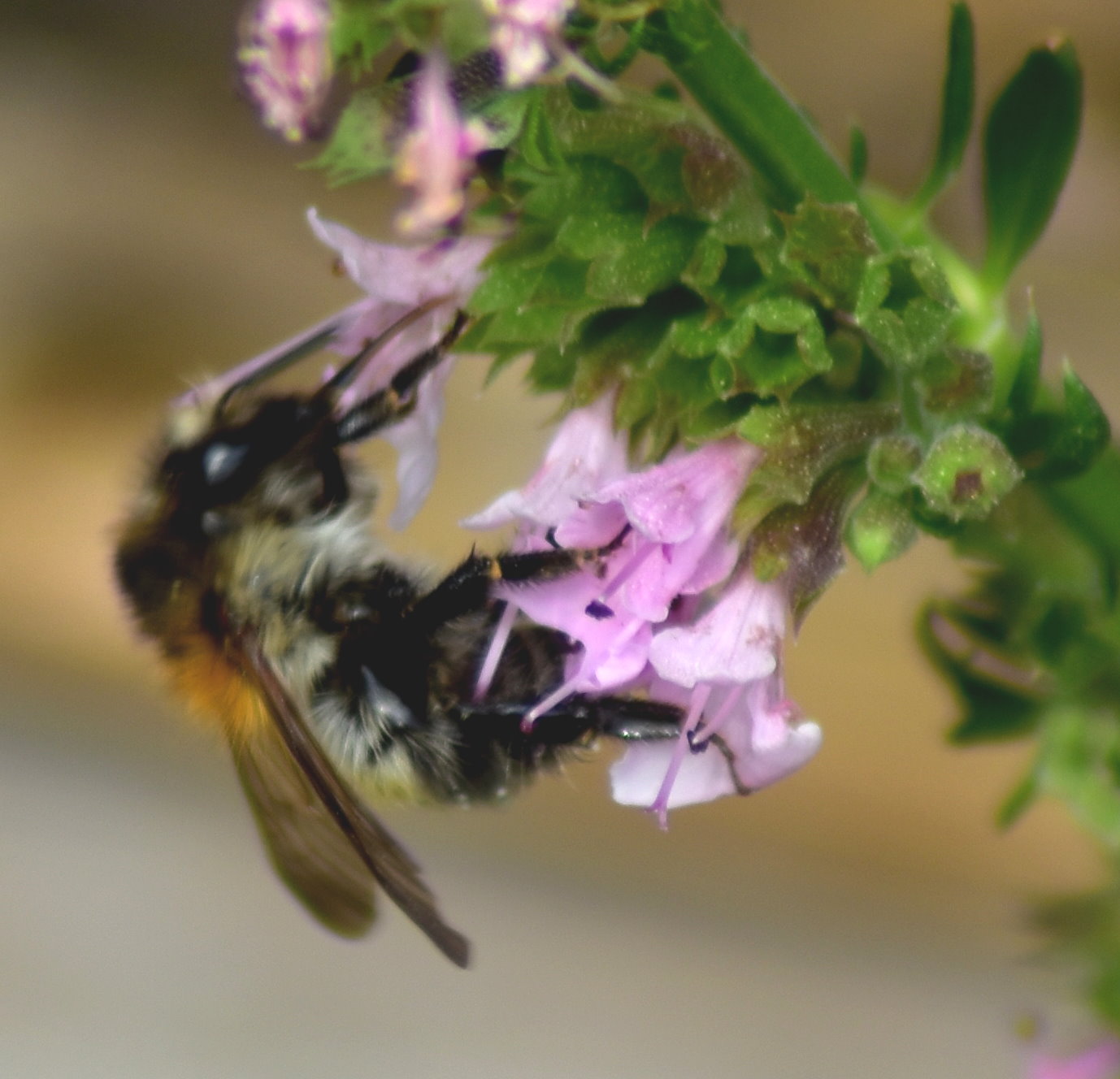 Wildbiene an Ysop-Blüte