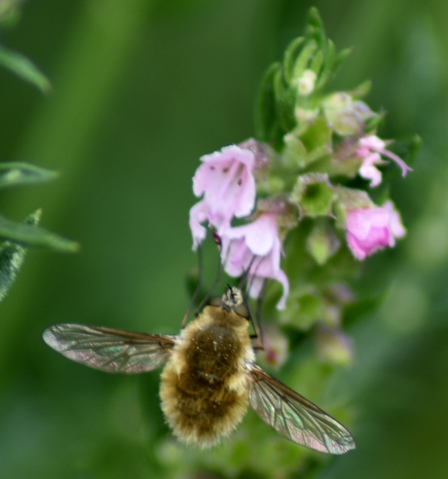 Wollschweber an Ysop