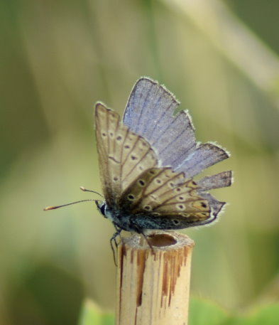 Bläuling
