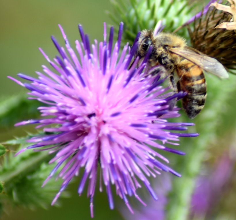 Biene an Distel-Blüte