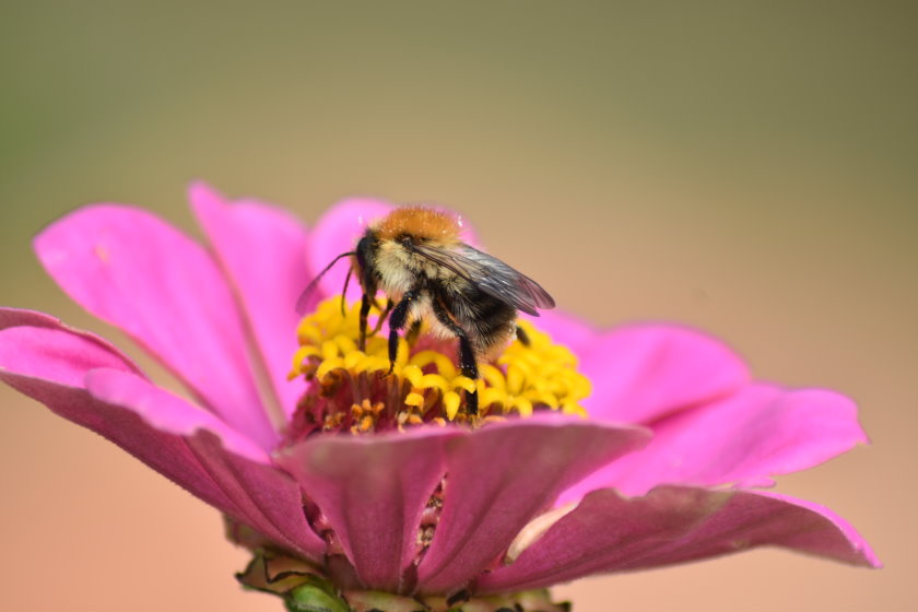 Wildbiene auf der Blüte einer Zinnie