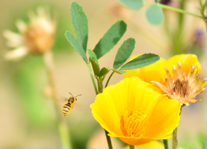 Wildbiene fliegt zu Kalifornischem Mohn