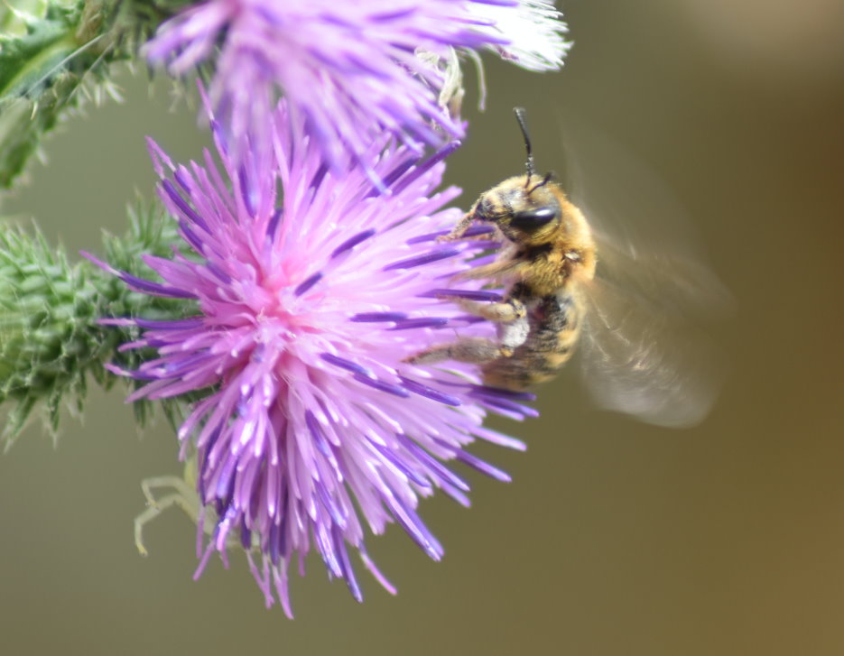 Biene und Spinne nah beieinander