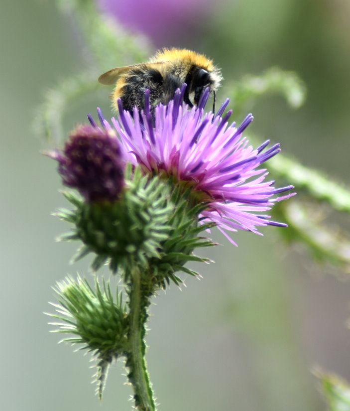 Wildbiene auf Wegdistel