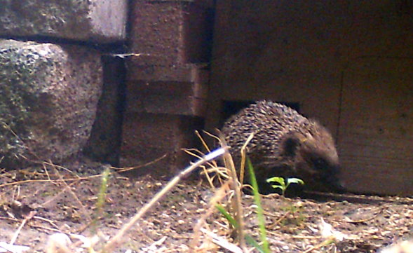 Igel
