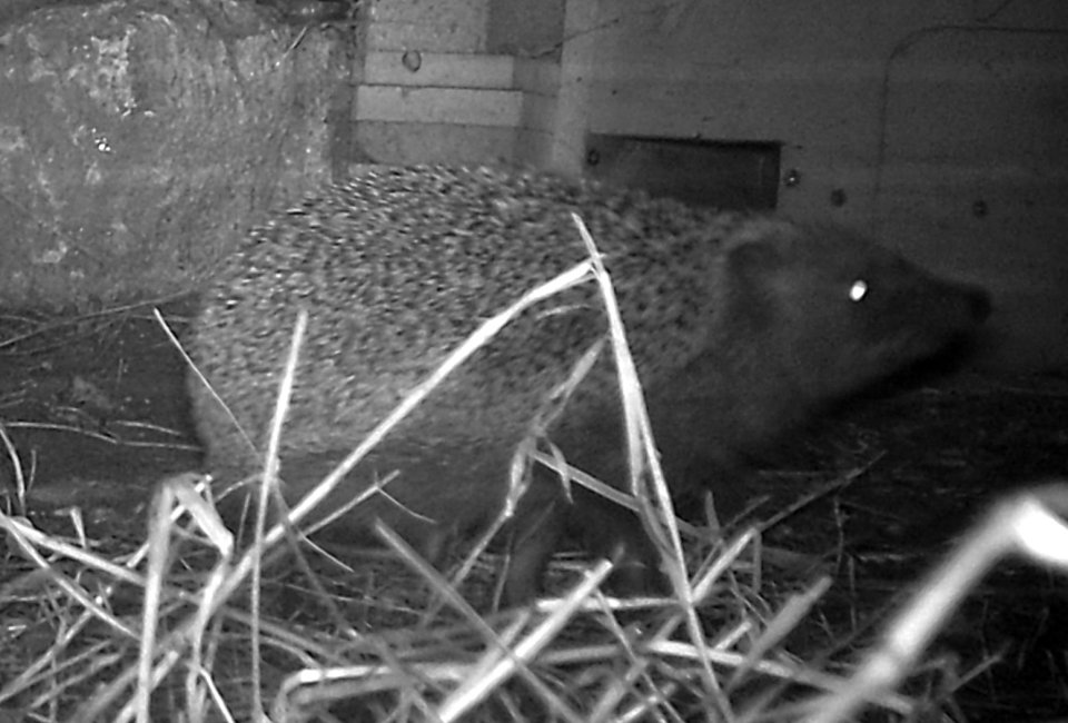 Igel nachts vorm Igelkasten