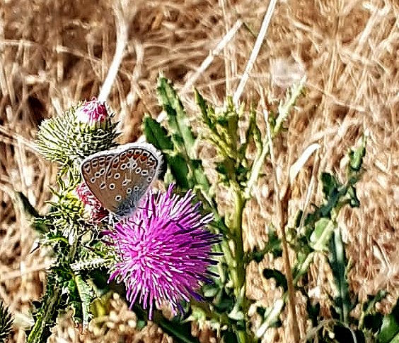Hauhechelbläuling auf Wegdistel-Blüte