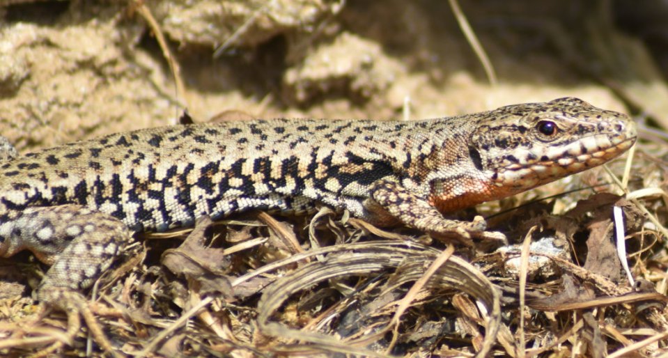Mauereidechse an der Beller Kirche