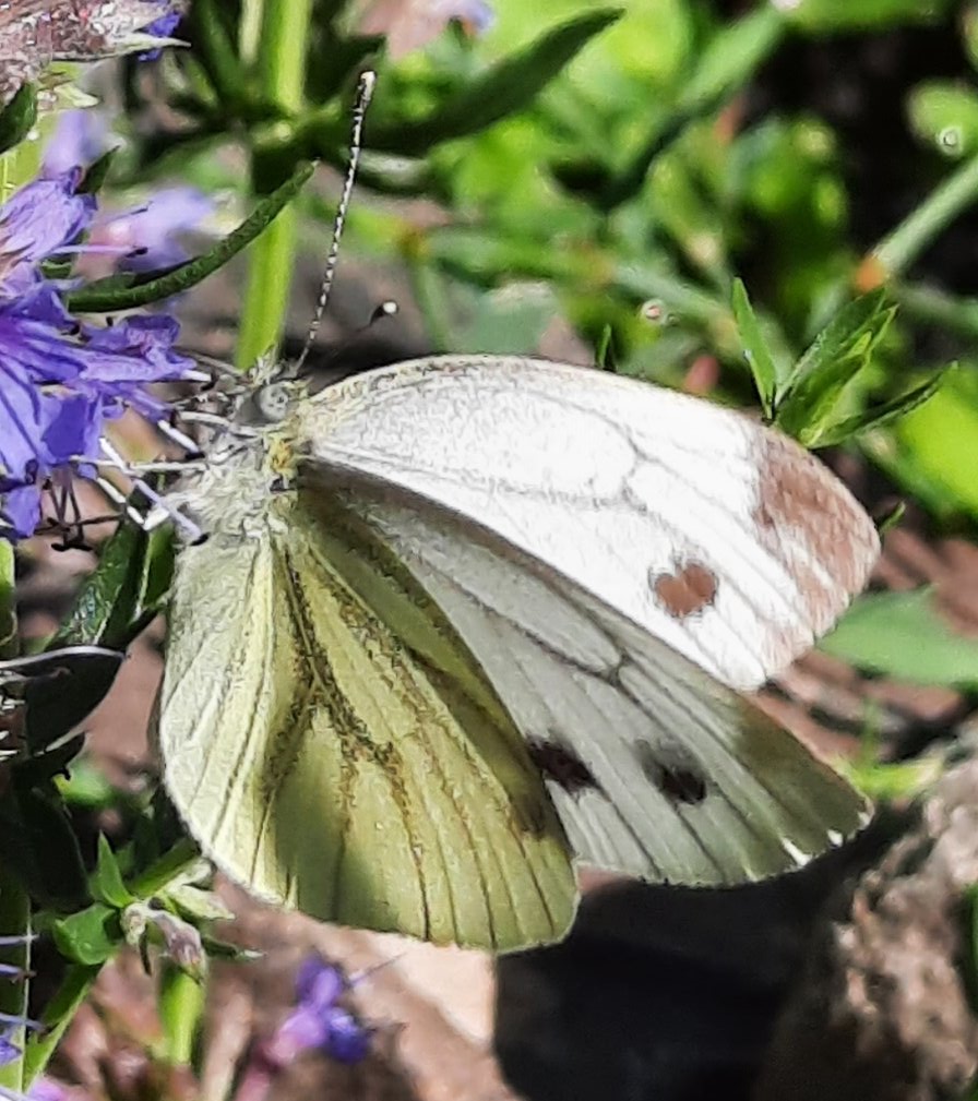 Weißling - vielleicht Großer Kohlweißling