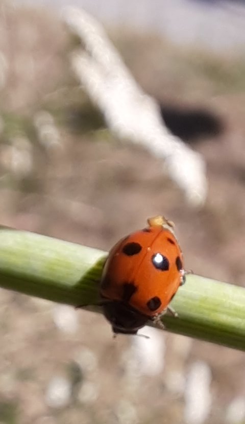 Marienkäfer auf Gewürzfenchel
