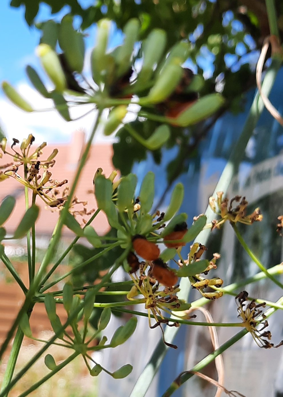 Marienkäfer-Puppen auf Gewürzfenchel