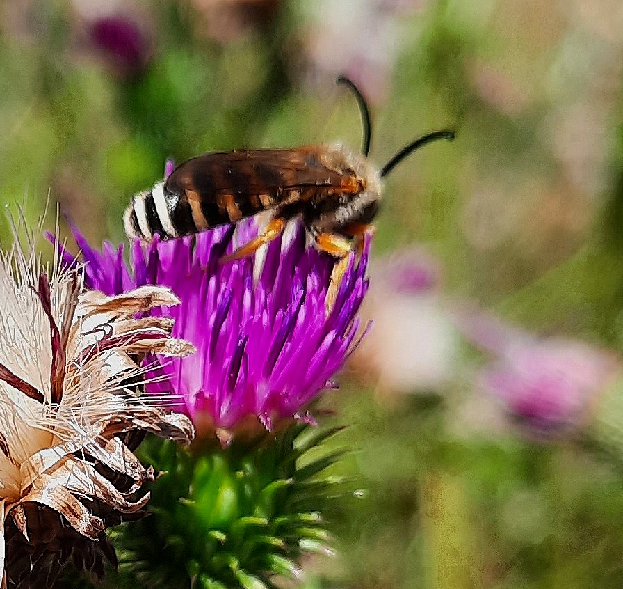 Sechsbindige Furchenbiene