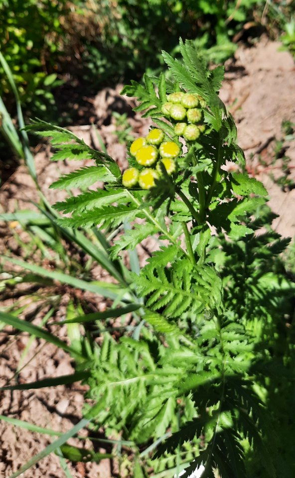 Rainfarn beginnt zu blühen