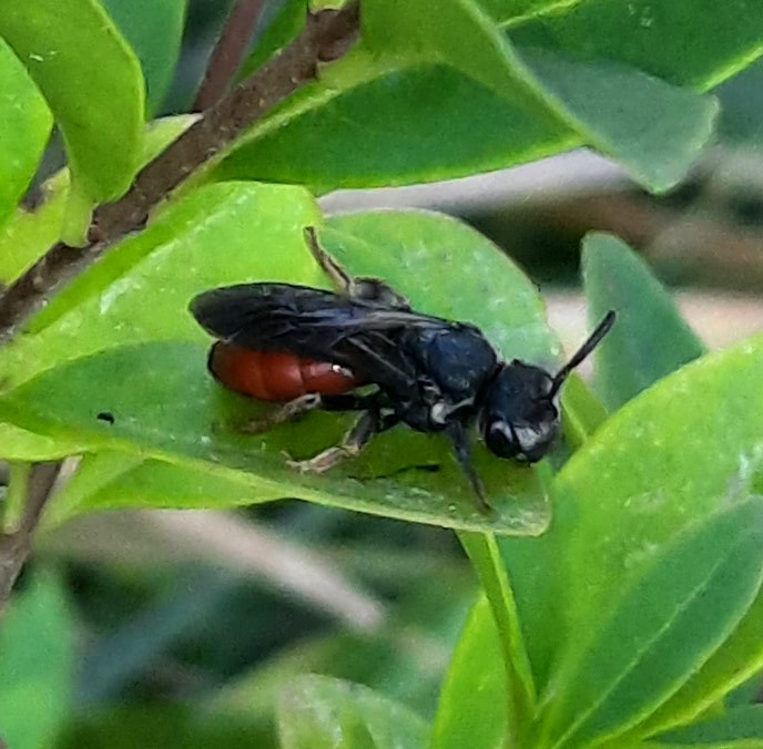 Vermutlich eine Blutbiene