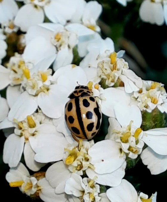 Sechzehnpunkt-Marienkäfer auf Scharfgabe