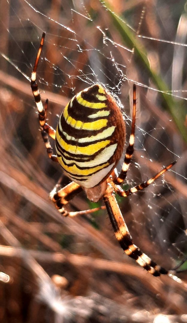 Wespenspinne im Netz