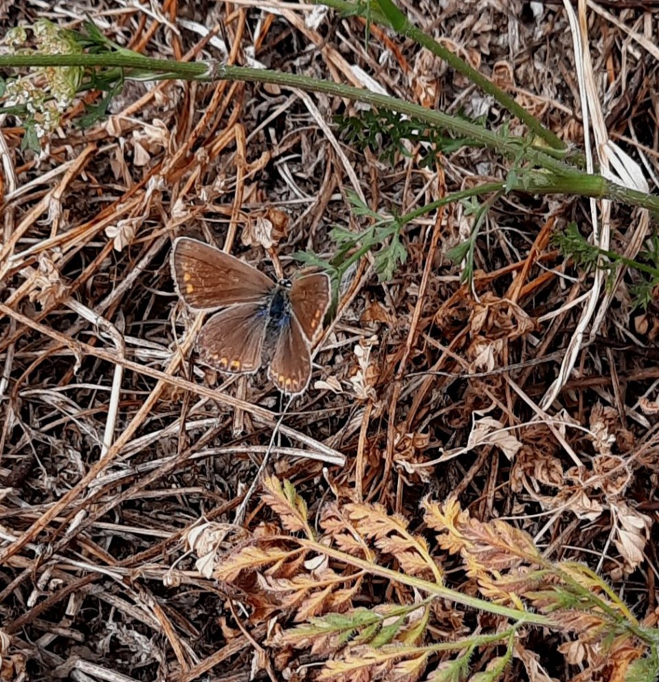 Bläuling auf der Caritas-Fläche