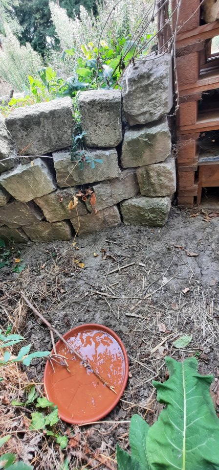 Wasserschale für Igel, Gartenschläfer & Co.