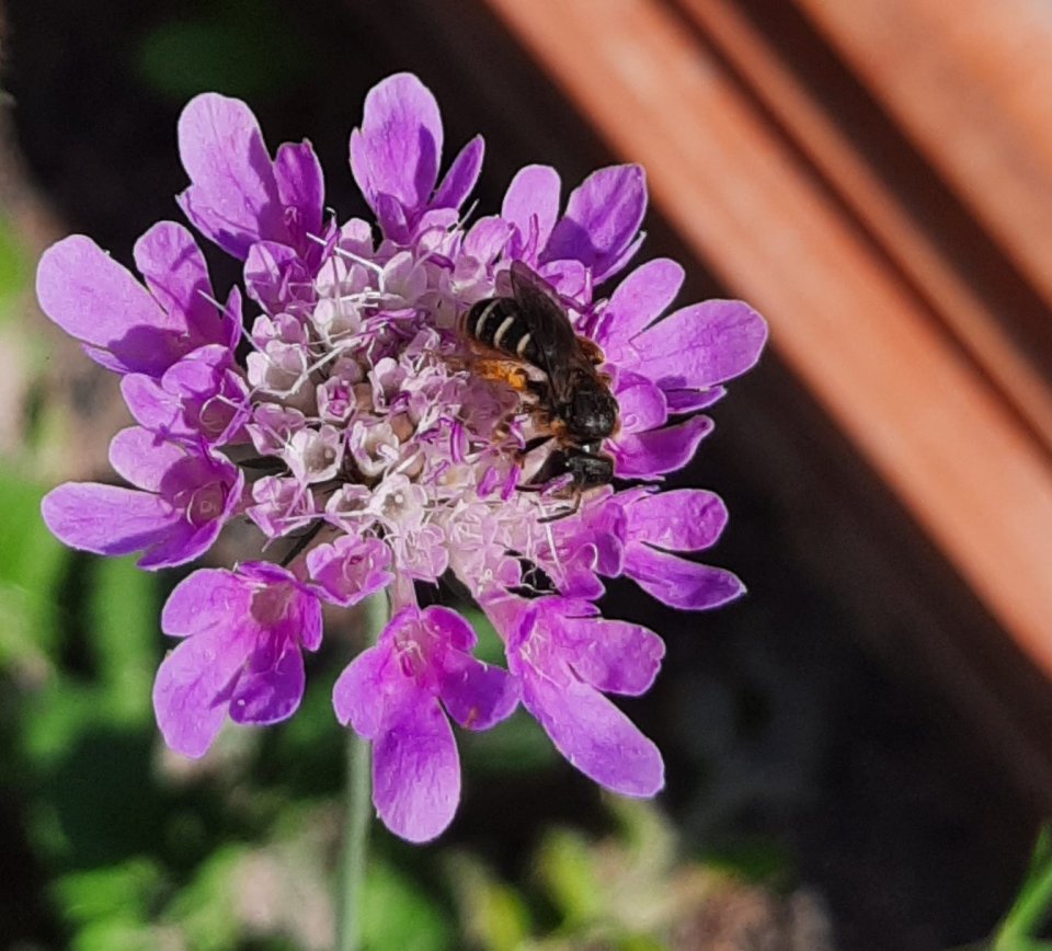 Wildbiene an Trauben-Skabiose