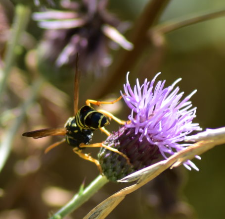 Friedliche Wespe an Distelblüte