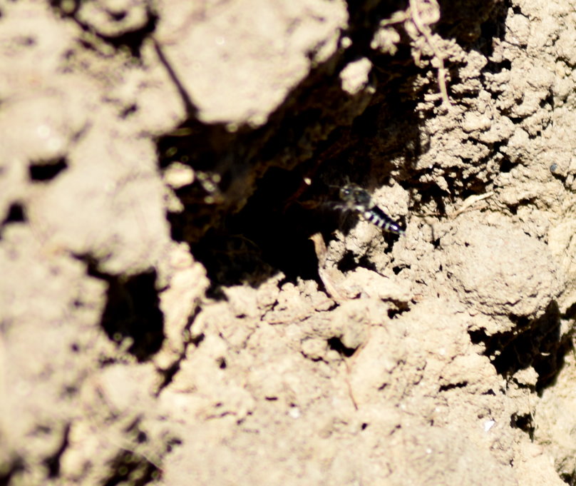 Wildbiene am Erd-Nisthügel