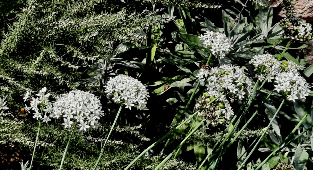 Berglauch mit Insektenbesuch