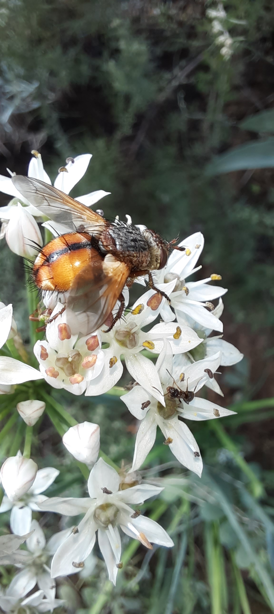Wahrscheinlich eine Raupenfliege