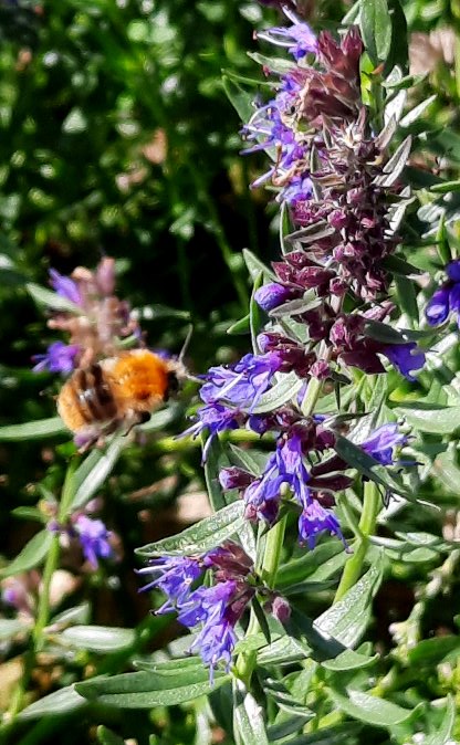 Wildbiene im Anflug auf Natternkopf-Blüten