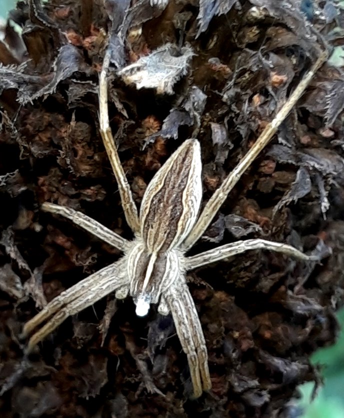 Eine Laufspinne - nicht näher bestimmbar