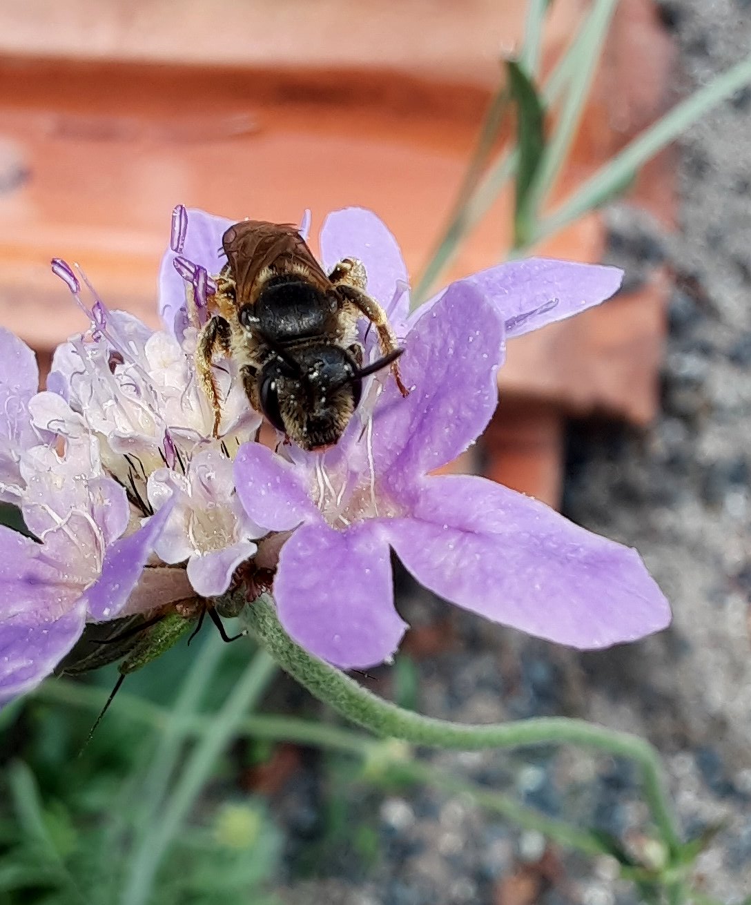 Wildbiene auf Traubenskabiosen-Blüte