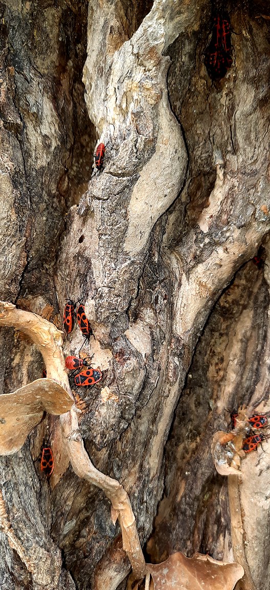Feuerwanzen im Totholz am Mager-Bereich