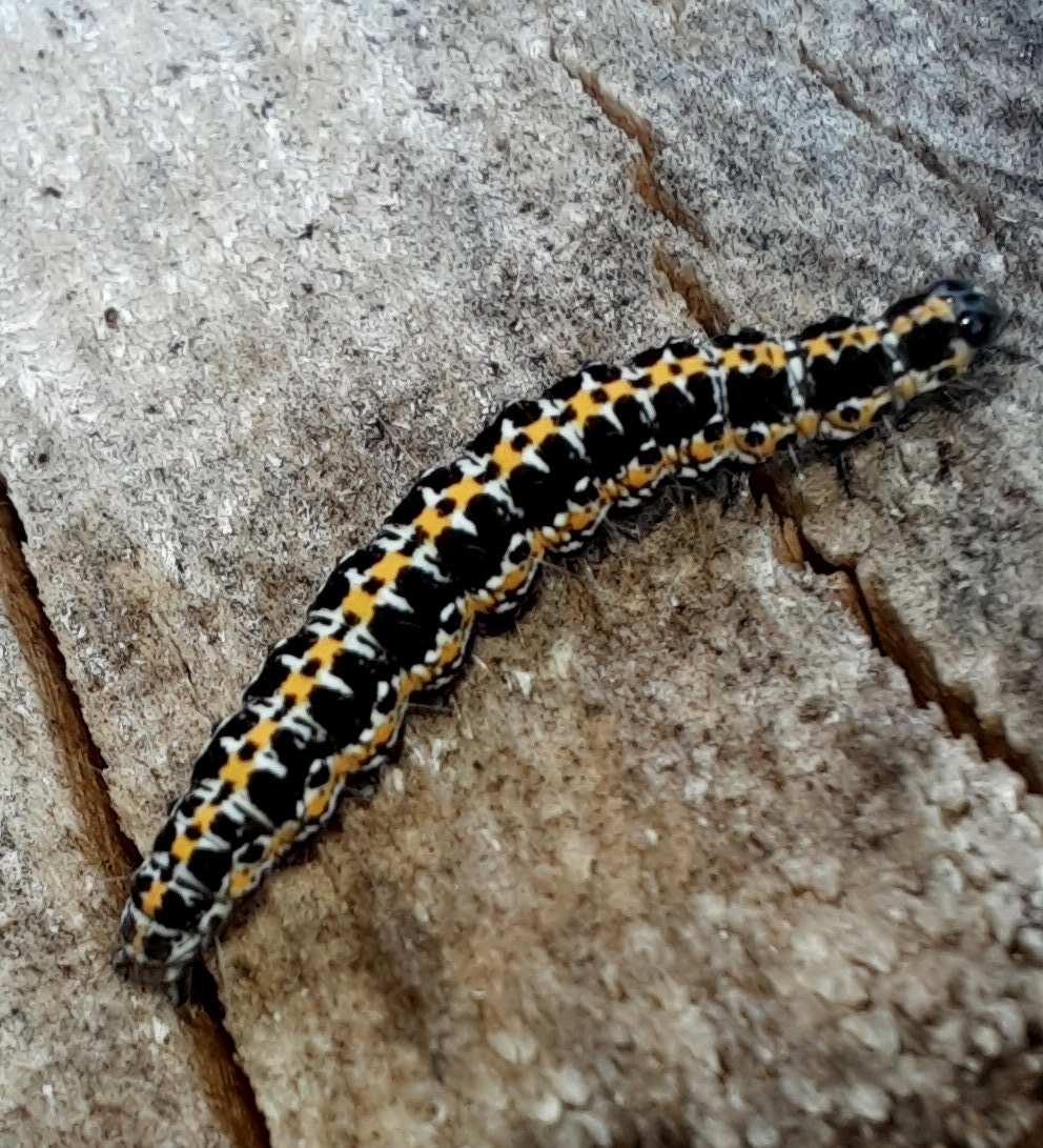 Raupe einer Natternkopf-Grasminiermotte