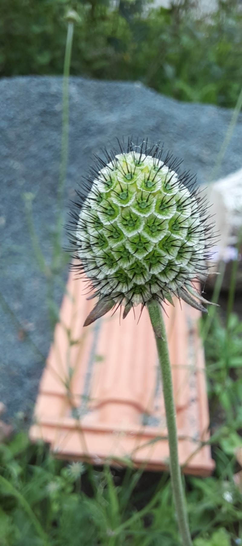 Trauben-Skabiose abgeblüht
