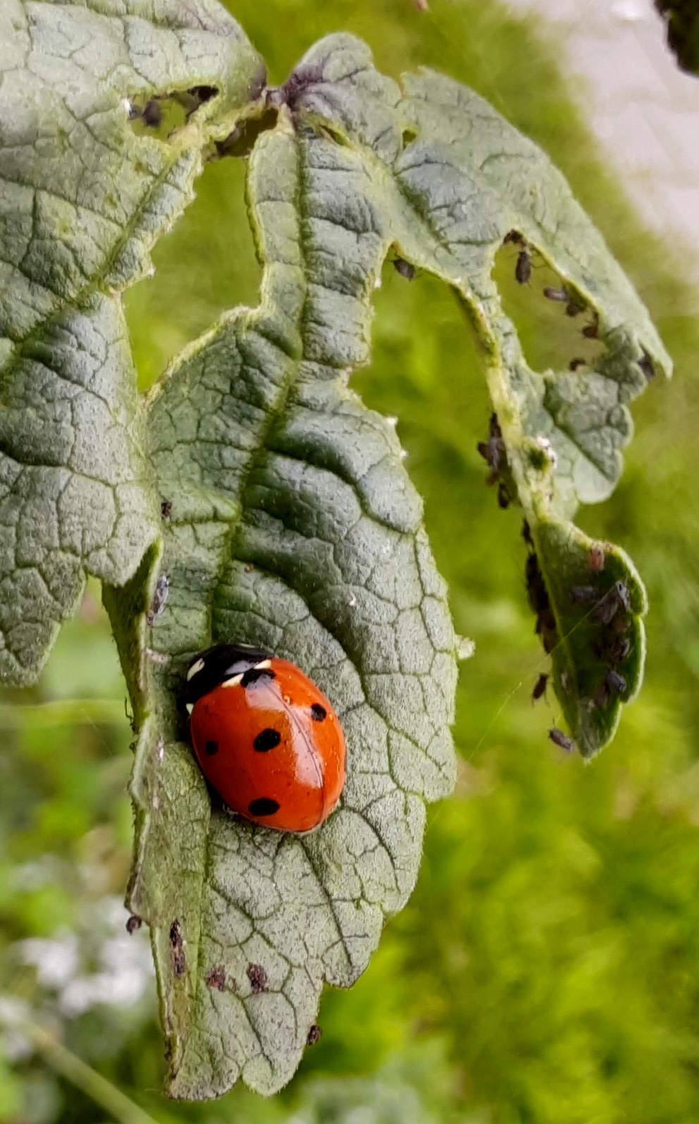 Natürlicher Feind und Beute auf einem Foto