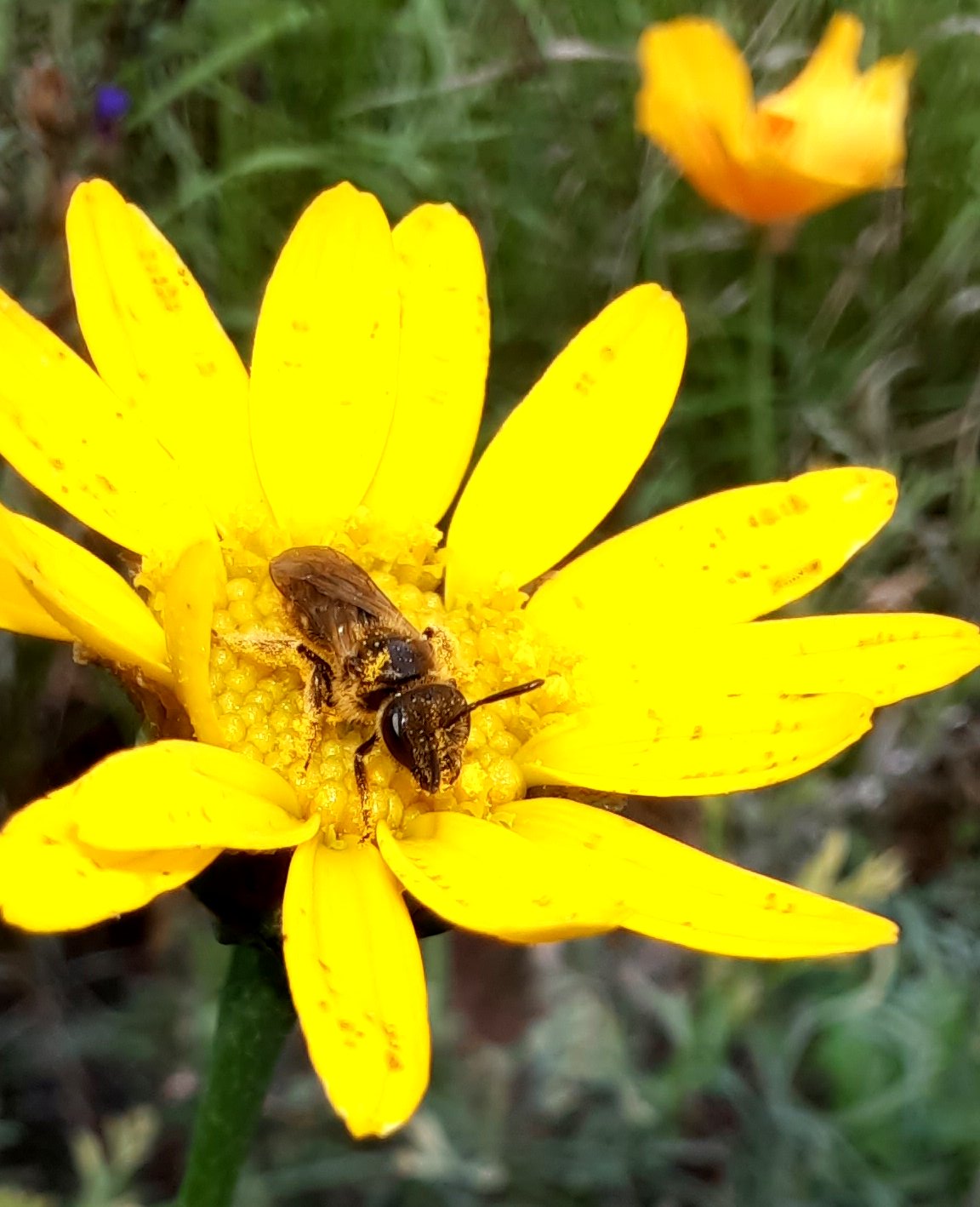 Widlbiene auf Färberkamille
