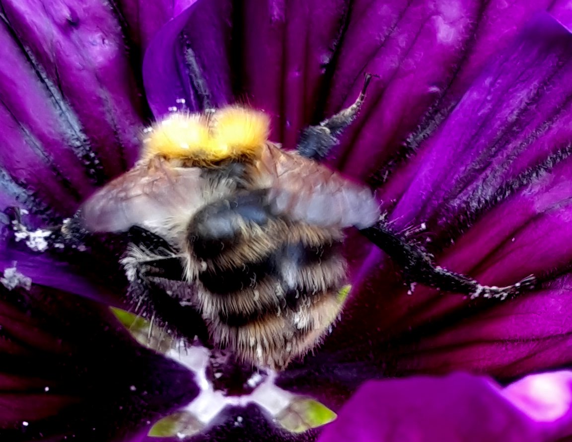 Wahrscheinlich eine Feldhummel ind er Malvenblüte