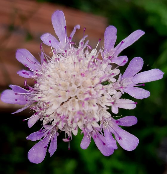 Blüte der Trauben-Skabiose