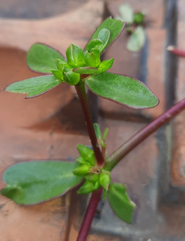 Garten-Portulak, wild gewachsen