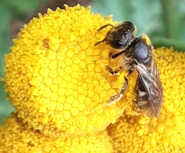 Wildbiene am Rainfarn