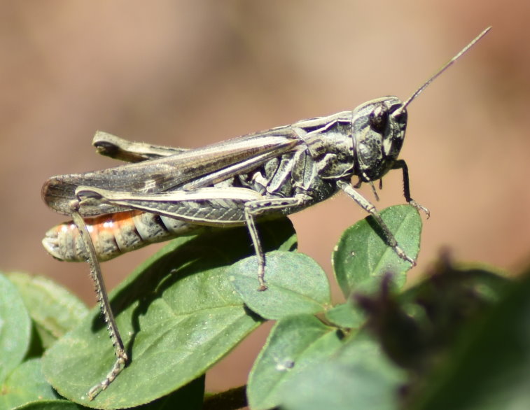 Heuschrecke - genauer Kurzfühler-Schrecke