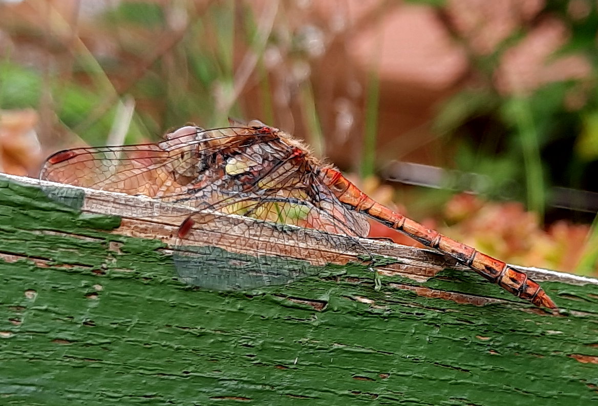 Libelle auf Naturhotel-Dach