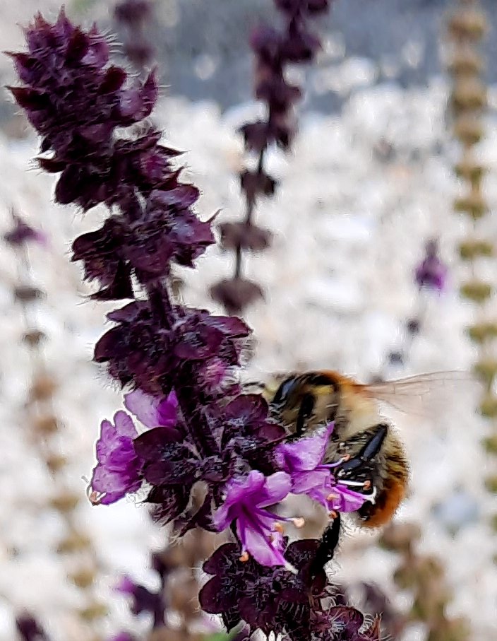 Feldhummel an Blüten