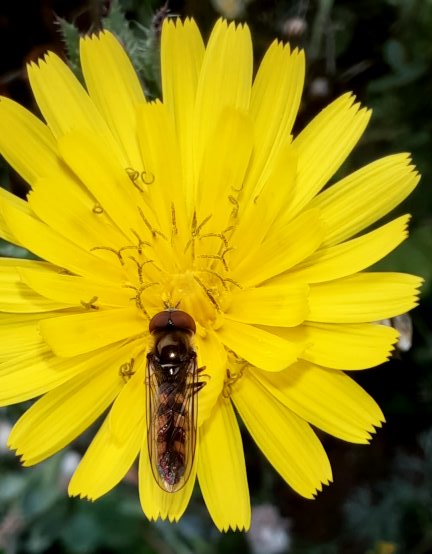 Schwebfliege auf der Wurmlattich-Blüte